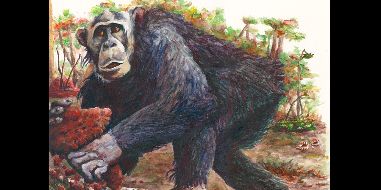 Dr Thurston Cleveland Hicks badaczem kongijskich szympansów
