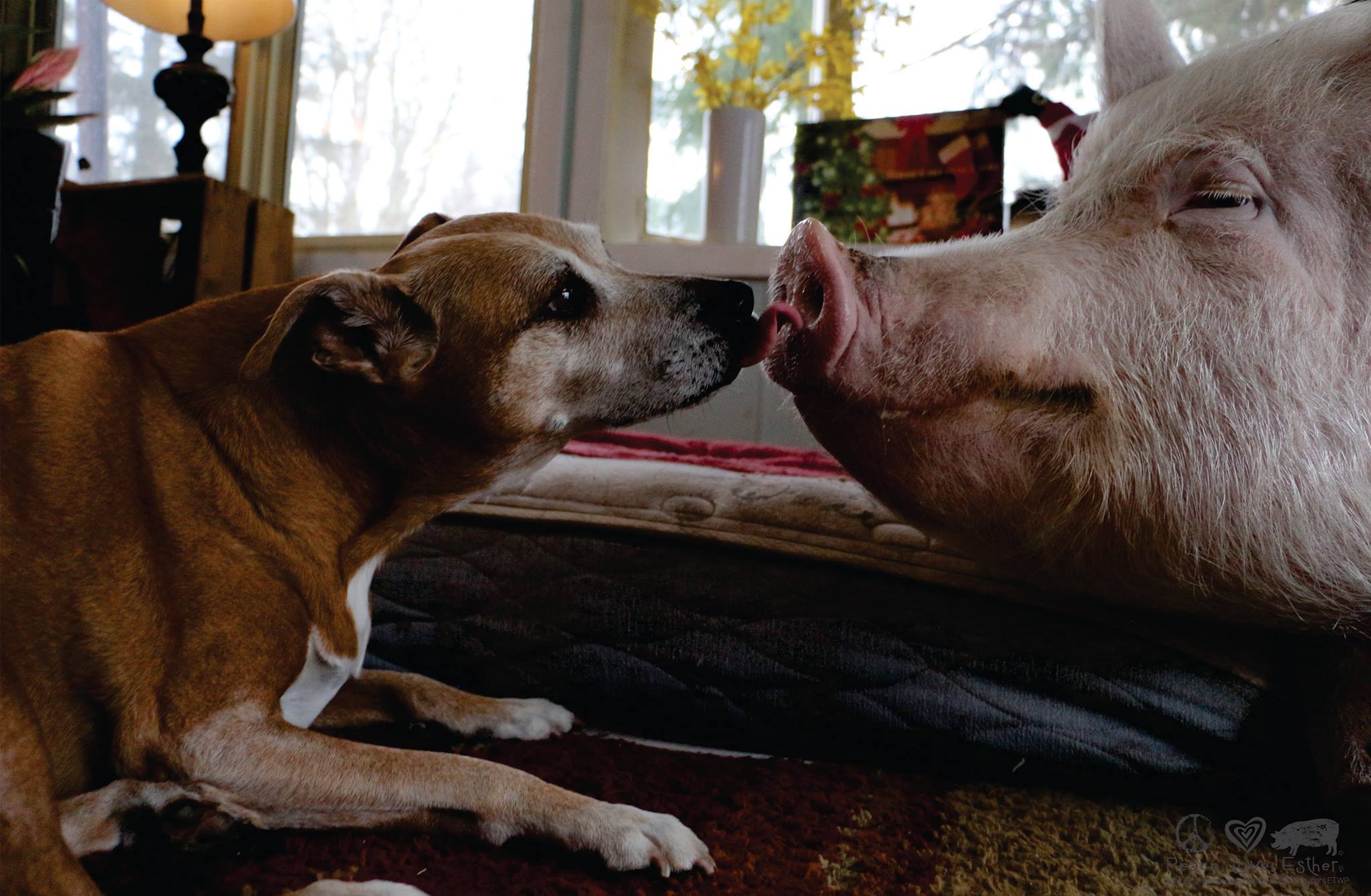 Esther And the dog | © Esther The Wonder Pig
